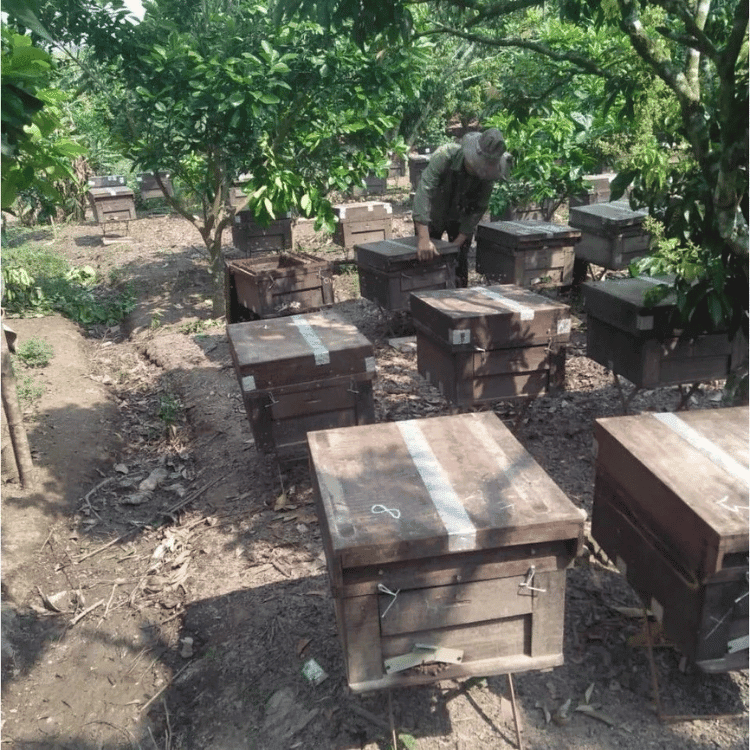 cot-nghe-mat-ong-len-men (5)