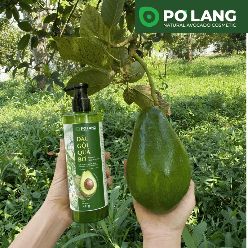 DAU-GOI-PO-LANG (2)
