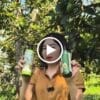 Dầu Xả Quả Bơ Pơ Lang – 300gr — video