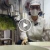 Xà Bông Mướp Đắng Tràm Trà VIETKET — video