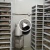 Xà Bông Thảo Dược Trầu Không VIETKET — video