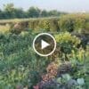 Xà Bông Thảo Dược Tía Tô VIETKET — video
