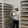 Xà Bông Thảo Dược Tía Tô VIETKET — video
