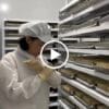 Xà Bông Thảo Dược Than Tre VIETKET — video