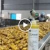 Cốt Gừng Sẻ Dầu Tràm Khuynh Diệp VIETKET — video