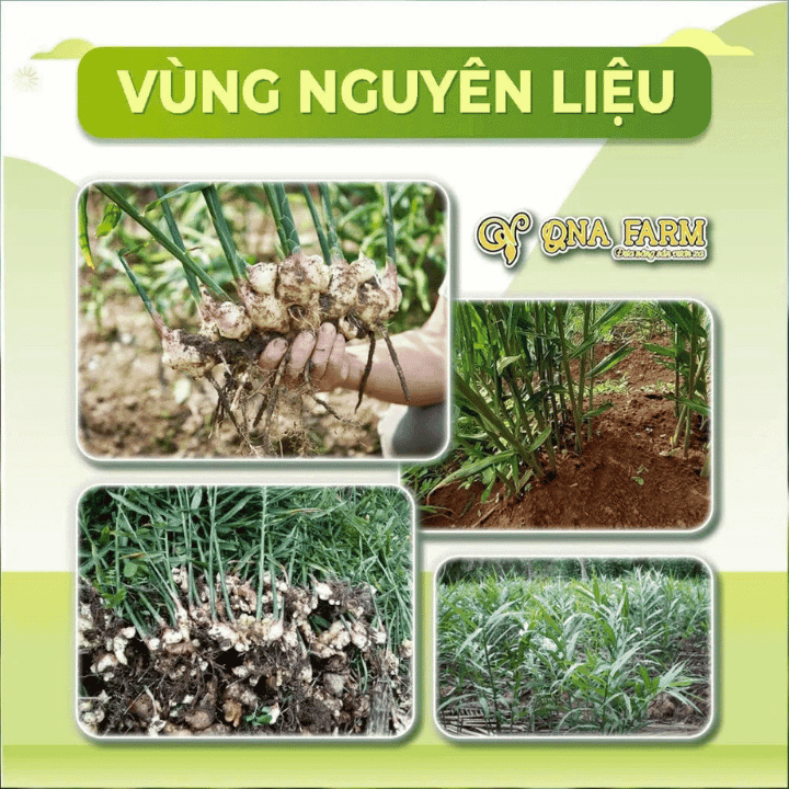 mut-gung-vien-xu-tien (5)