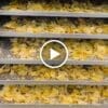 Mứt Gừng Viên Vị Chanh Muối QNA FARM 95g — video
