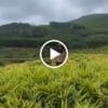 Trà Gừng Mật Ong Hòa Tan QNA FARM – Hộp 60g — video