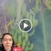 Bột Chuối Xanh Sấy Lạnh QNA FARM – Hộp 500g — video
