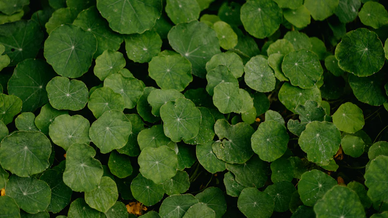 Lá cây rau má Centella asiatica xanh đọng giọt nước